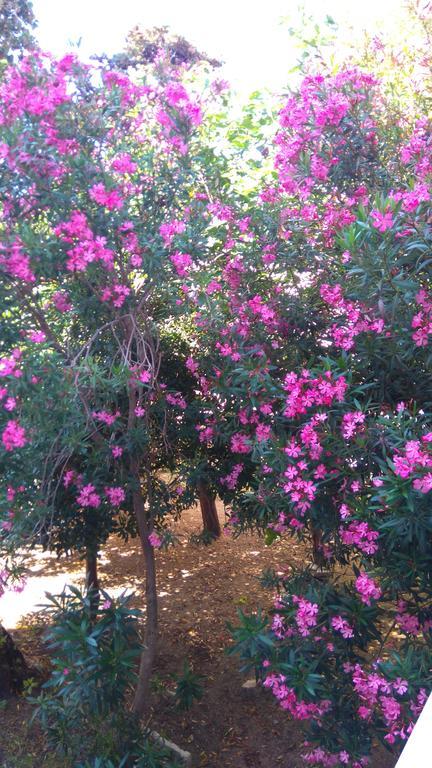 Pag studio Garden Pag Town Buitenkant foto